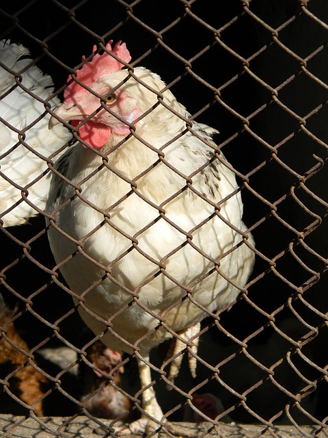 望能够在繁 望能够在繁